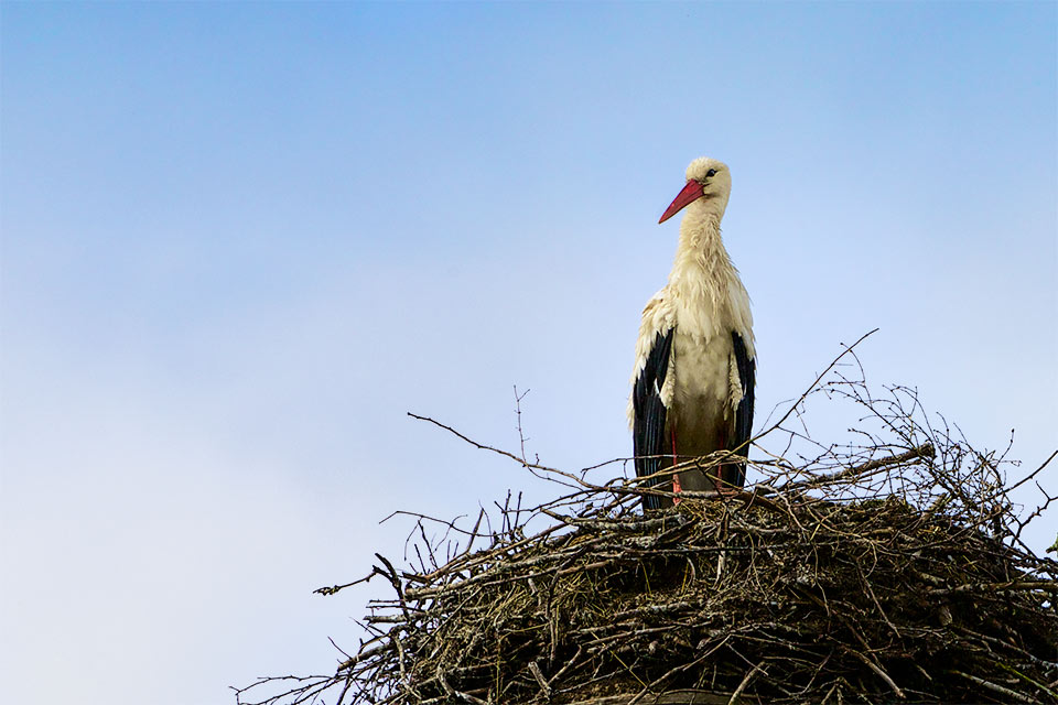 Storch in Linum