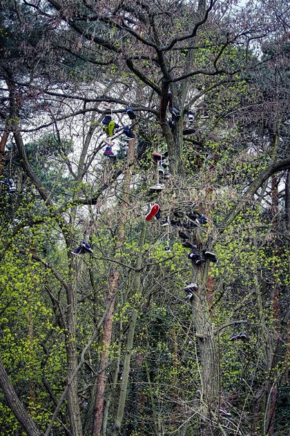 Baum voller Turnschuhe