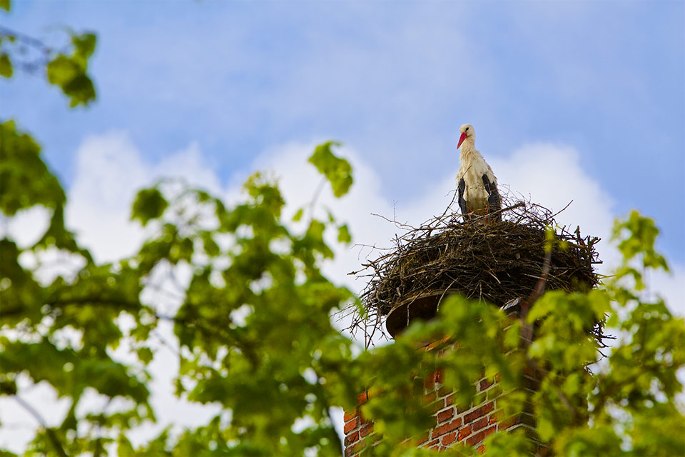 Storch in Linum