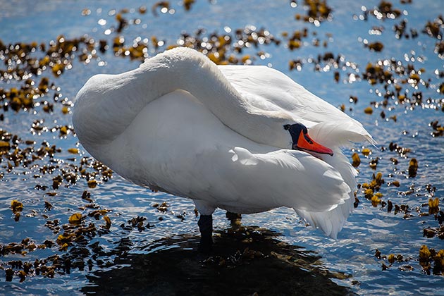 Schwan macht Frühjahrsputz