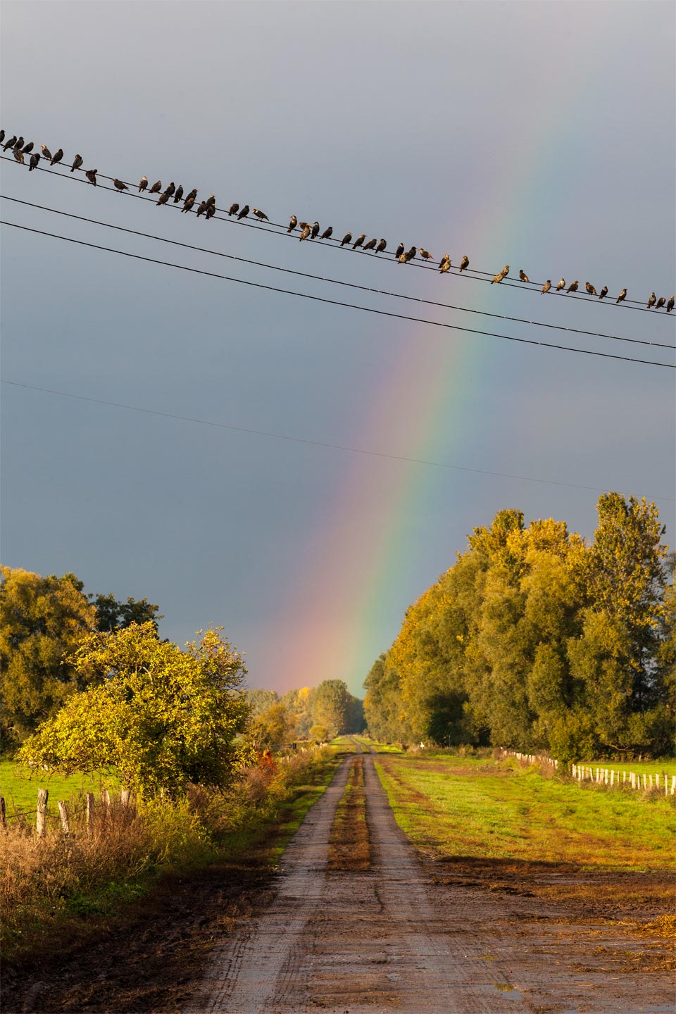 Regenbogenvögel