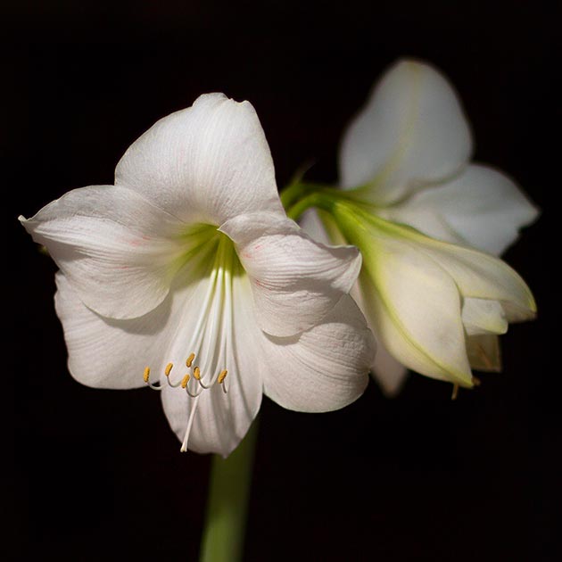 Amaryllis