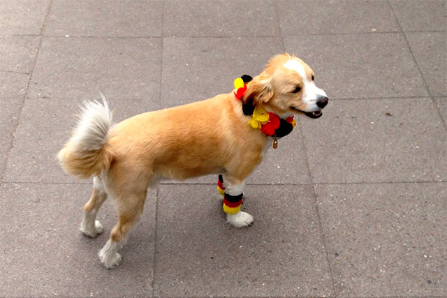 Deutschland-Hund