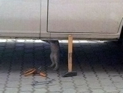 Katze repariert Auto